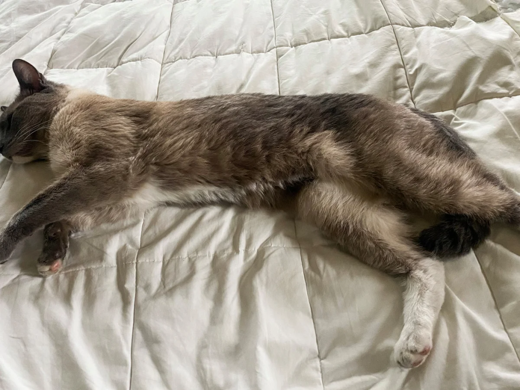 Rayne Beau, a Siamese cat from California, embarked on an extraordinary journey after being lost in Yellowstone for two months. Remarkably, Rayne Beau traveled over 800 miles from Wyoming to California, reuniting with his worried owners after a long, uncertain ordeal. (Image Credit: Susanne Anguiano)