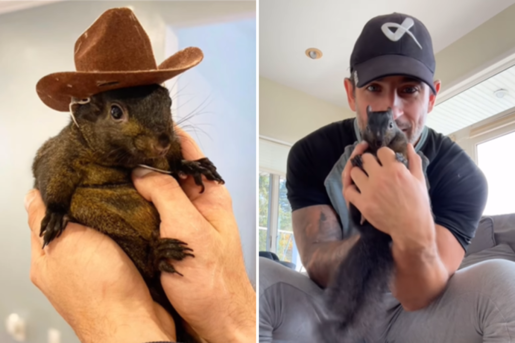 Peanut the Squirrel Euthanized After House Raid From NYC Man. (Image Credit: Instagram @peanut_the_squirrel12)