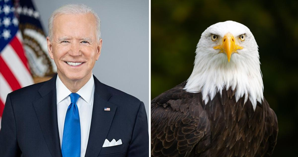 Bald Eagle Officially Declared the National Bird of the United States By President Joe Biden.