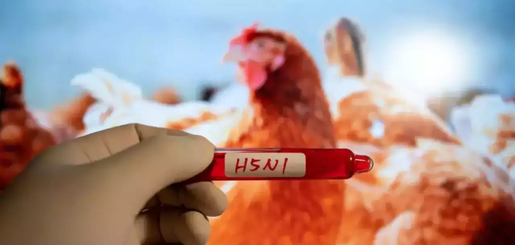 First H5N1 Bird Flu Death In America Was Reported In Louisiana.
