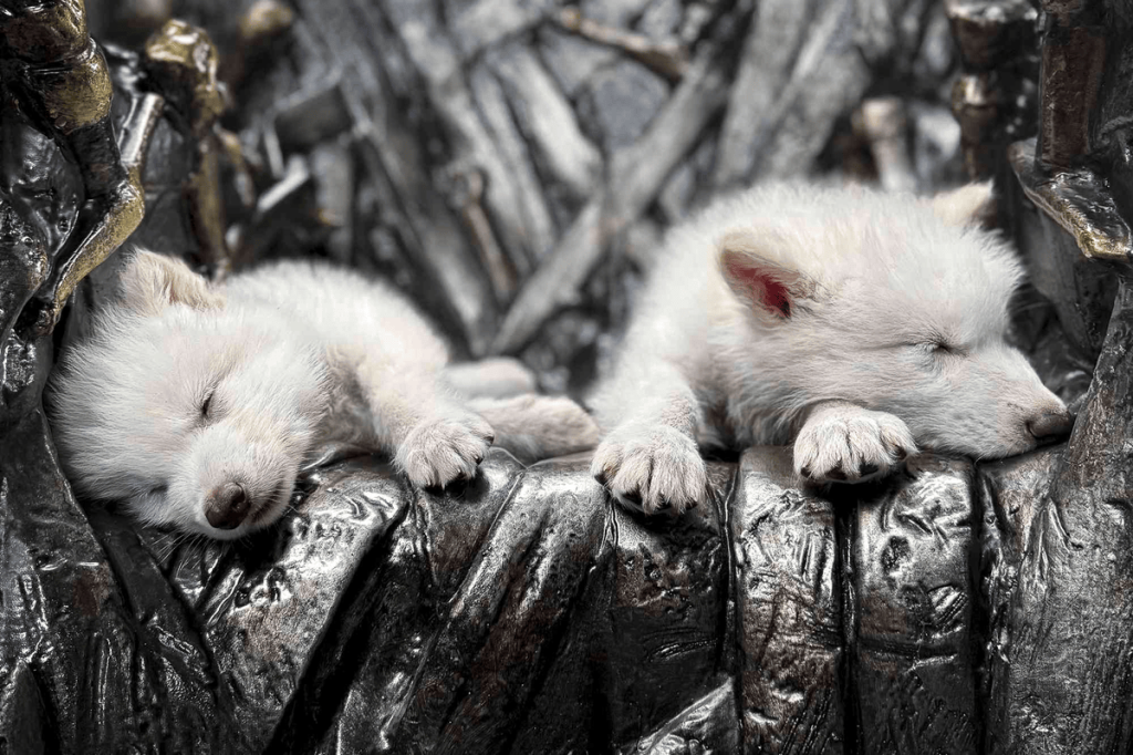 Remus and Romulus, the two Dire Wolves that were brought back from extinction. (Image Credit: Colossal Biosciences)