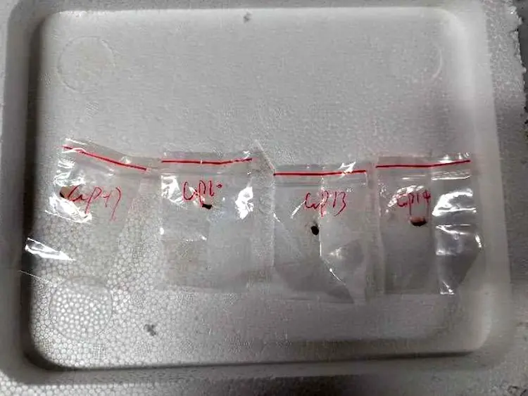 The toxic fungus Fusarium graminearum was allegedly smuggled into the US in the backpack of a Chinese scientist. (Image Credit: AP)