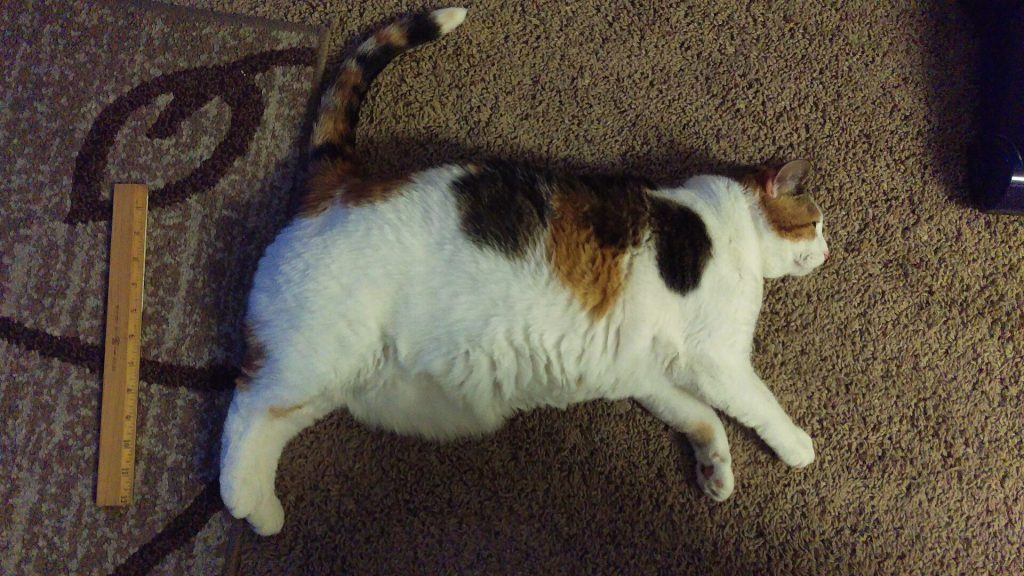 Rescue cat Pumpkin resting on a soft bed after weight loss