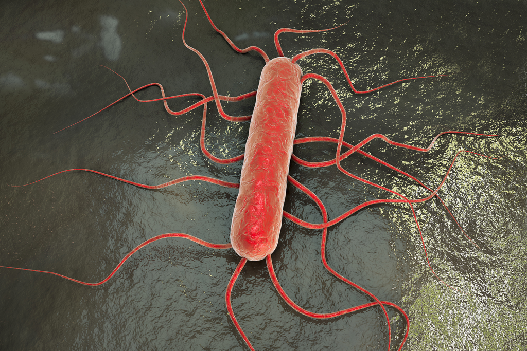Listeria Outbreak Leads to Major Recalls 1 Listeria monocytogenes. (Source: Dr. Kateryna / Fotolia)