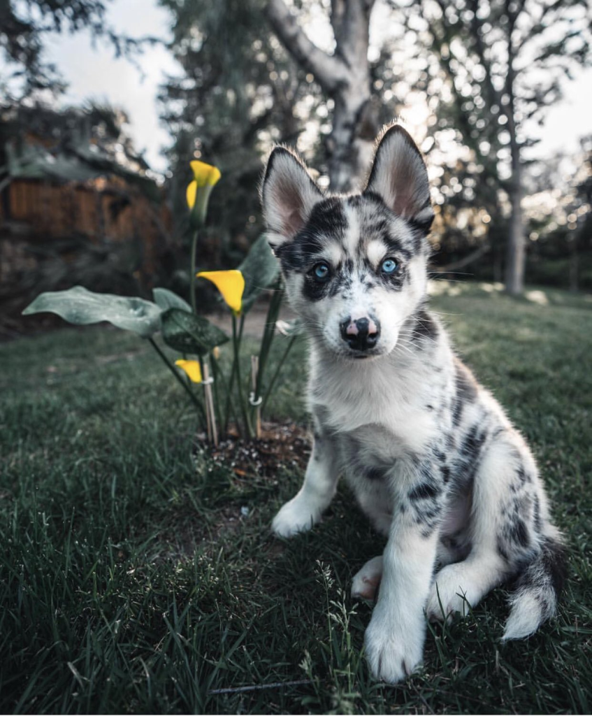 After Kong's death, he adopted a Husky named Broley. But in 2022, he gave Broley to Mike, his videographer.