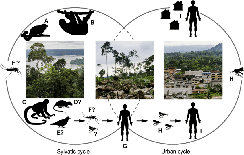What Is 'Sloth Fever Virus': What You Need To Know About Oropouche Virus 1 The 'Sloth Fever Virus' is transmitted mainly through the bite of mosquitoes of the genus Culicoides, commonly known as midges or sand mosquitoes. Transmission by other mosquitoes, such as Culex and Aedes, has also been reported. (Image Credit: ResearchGate)