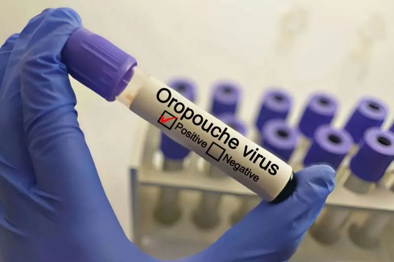 What Is 'Sloth Fever Virus': What You Need To Know About Oropouche Virus 2 From January 1 to August 1, 2024, more than 8,000 cases of the Oropouche virus (Slot fever virus) were reported in Brazil, Bolivia, Peru, Colombia, and Cuba.