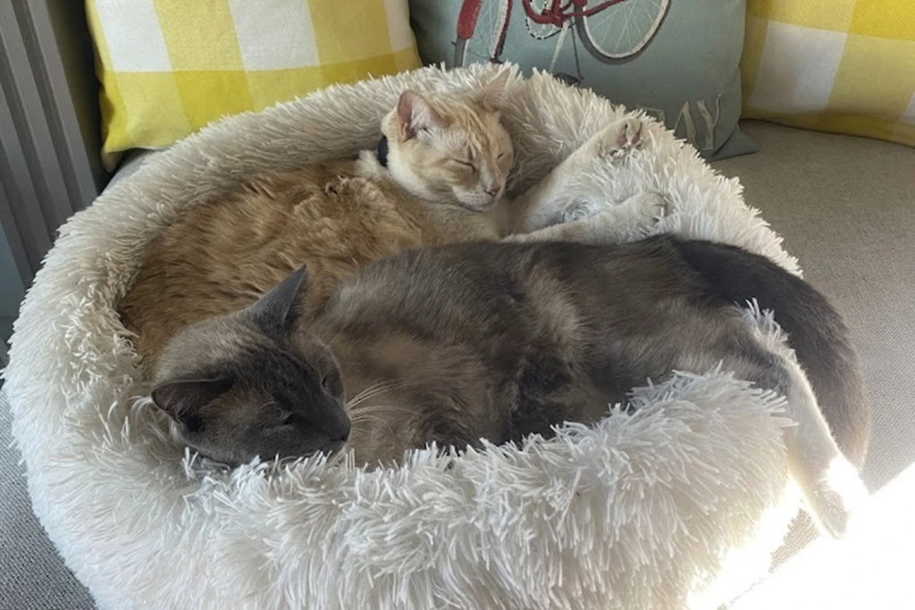 Cat Lost in Yellowstone Travels 800 Miles for a Heartwarming Reunion 1 During a road trip to Yellowstone National Park, Rayne Beau ran away from Anguiano’s camper and his owners were unable to find him. Two months and nearly 900 miles later, the cat was found back in California and was reunited with his family. (Image Credit: Susanne C Anguiano)