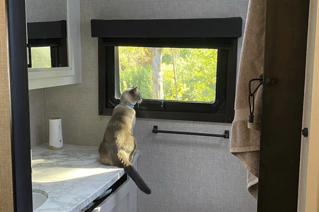 Cat Lost in Yellowstone Travels 800 Miles for a Heartwarming Reunion 2 During a road trip to Yellowstone National Park, Rayne Beau ran away from Anguiano’s camper and his owners were unable to find him. Two months and nearly 900 miles later, the cat was found back in California and was reunited with his family. (Image Credit: Susanne C Anguiano)