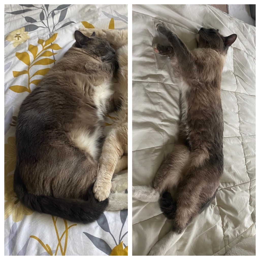 Cat Lost in Yellowstone Travels 800 Miles for a Heartwarming Reunion 4