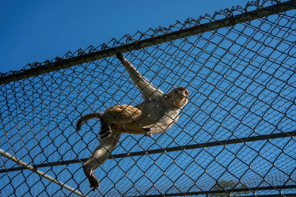 One of the rhesus macaque South Carolina monkeys escaped at a research facility. (Image Credit: Kathleen Flynn / Reuters)