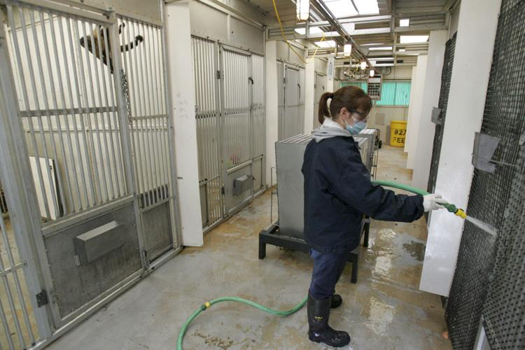 A veterinary technician hoses out cages for monkey South Carolina at the Alpha Genesis facility in Yemasee. (Image Credit: AP)