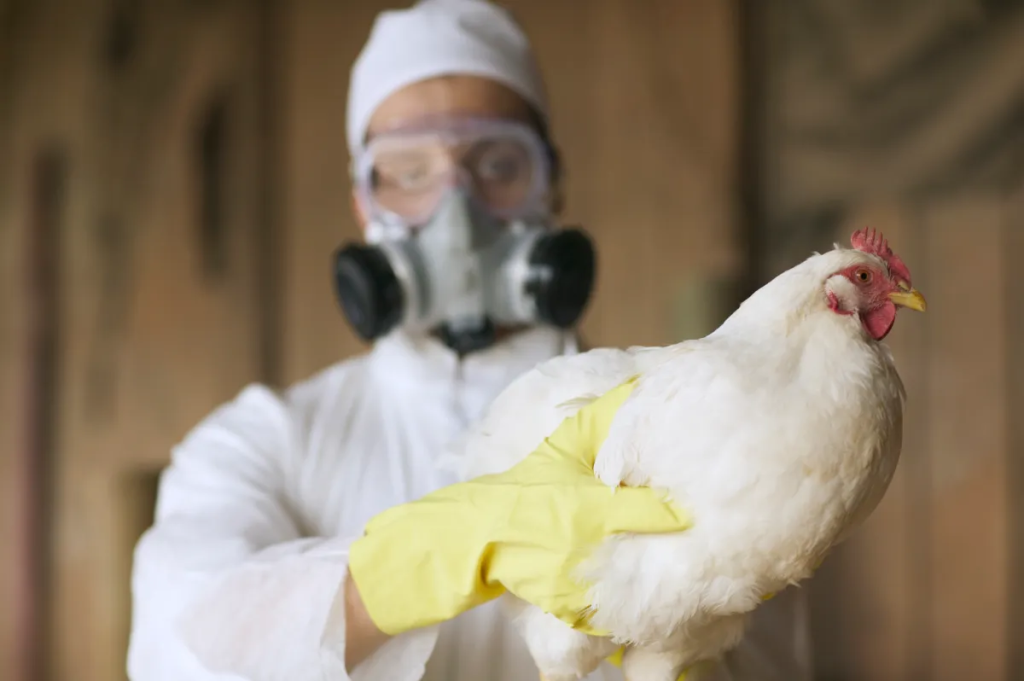 California Bird Flu: Governor Declares State Of Emergency 1 What is Bird Flu? Avian influenza, commonly known as bird flu, is a viral infection primarily affecting birds but capable of spreading to other animals, including humans. (Credit: Getty Images)