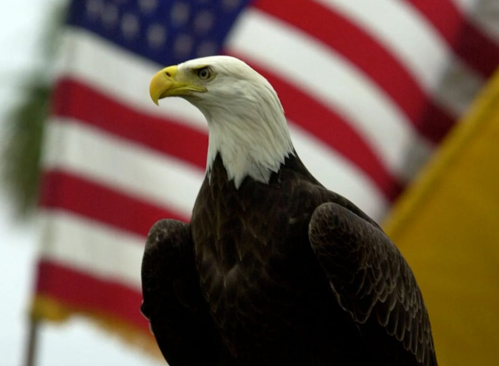 The Bald Eagle: Now Officially America’s National Bird 1 The bald eagle, scientifically known as Haliaeetus leucocephalus, is now officially recognized as the national bird of the United States.(Credit: Bruce Weaver / Getty Images)