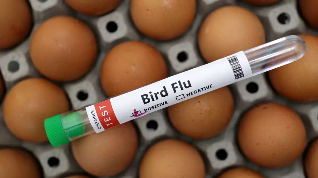 California Declares State of Emergency Amid Bird Flu Crisis. (Credit: Dado Ruvic / Illustration / Reuters)