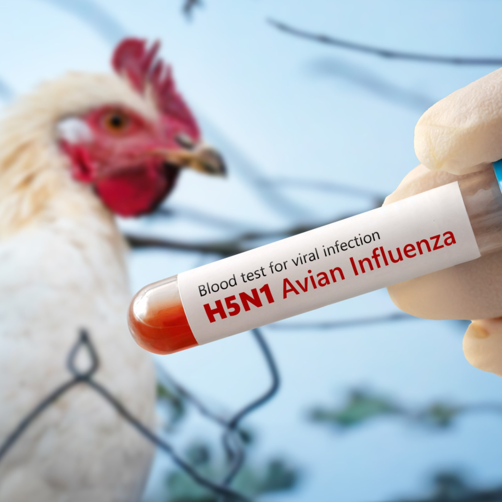 First U.S. H5N1 Bird Flu Death Reported in Louisiana 1 A man in Louisiana has become the first person ever to die of H5N1 bird flu in the United States after exposure to a backyard flock and to wild birds. (Credit: iStock / Getty Images)