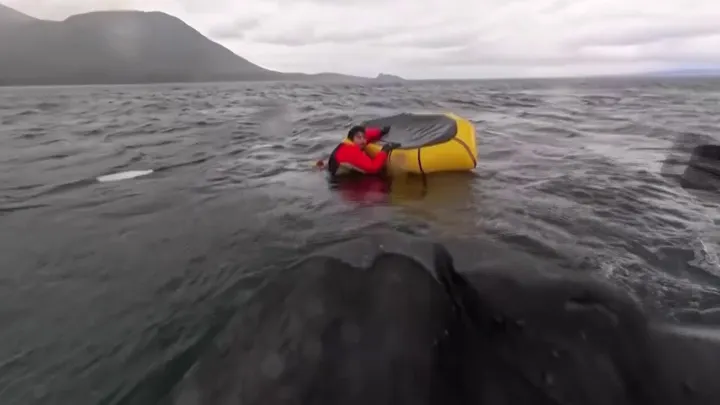 Whale swallows kayaker Adrián Simancas in Chile. Fortunately, he was spat out moments later. (Image Source: Dell Simancas)