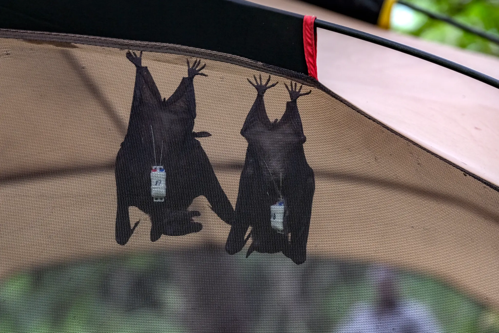 The coronavirus was believed to have made the jump from bat to human transmission back in 2019. (Credit: Getty Images)
