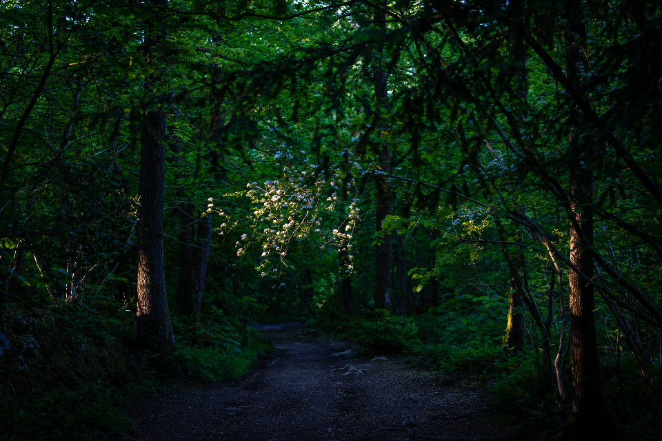 Dark Forest