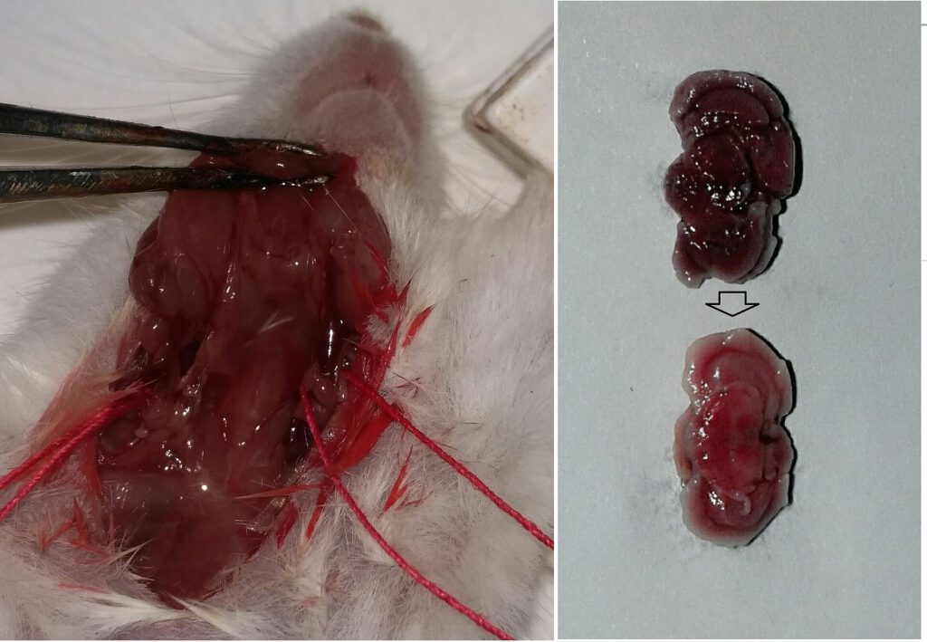 AI Agent Performs Live Mouse Brain Injection in Lab Experiment Robotic arm performing AI brain surgery on a mouse in a laboratory