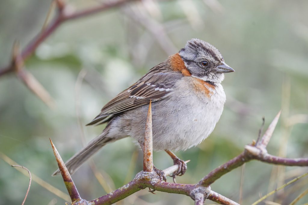 AI Restores Lost Birdsong to Aid Conservation 1 Rufous collared sparrow (Zonotrichia capensis chilensis) Santiago