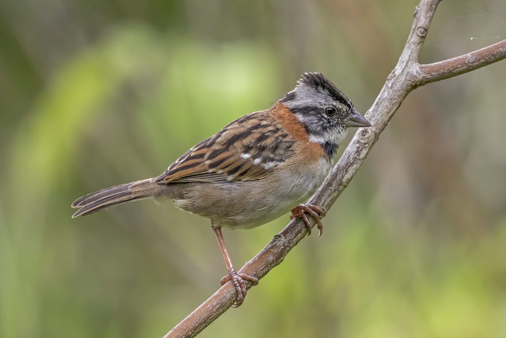 AI Restores Lost Birdsong to Aid Conservation Rufous-collared sparrow perched on a branch with a waveform graphic representing synthetic birdsong