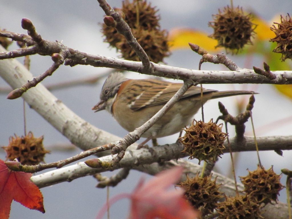 AI Restores Lost Birdsong to Aid Conservation 2 bruant chingolo, chingolo común, gorrión chingolo, rufous collared sparrow, tico tico