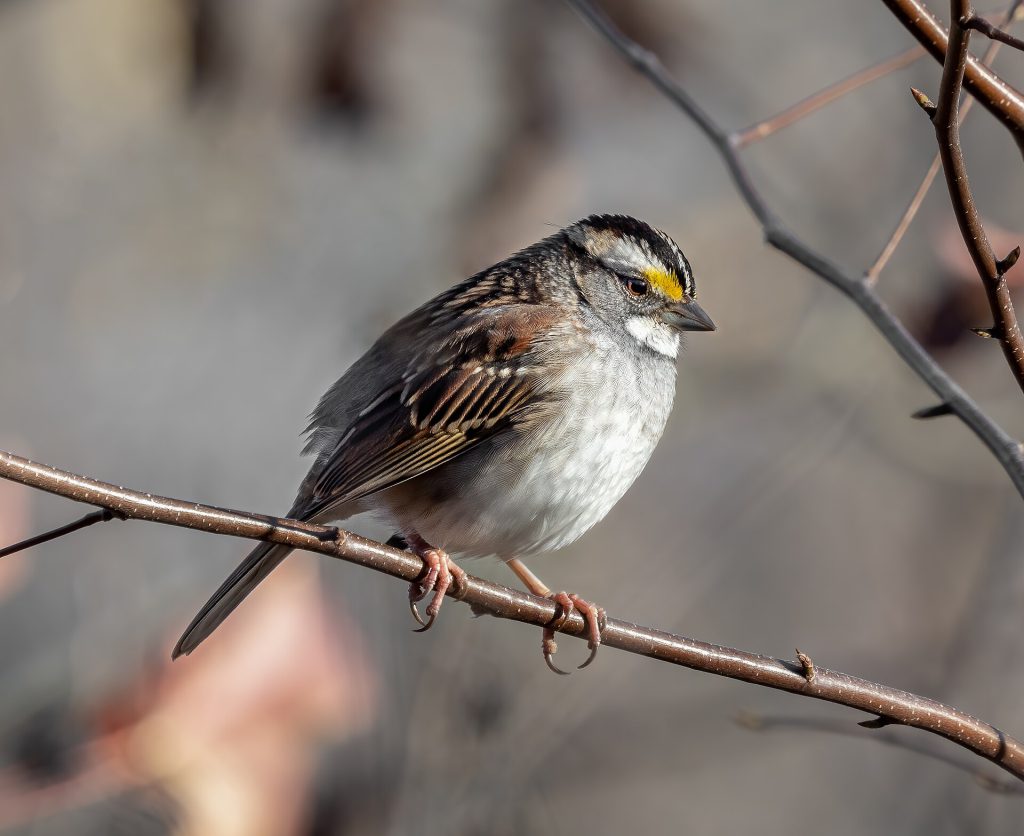 AI Restores Lost Birdsong to Aid Conservation 3 White throated sparrow (94058)2