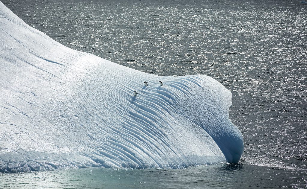 Planning an Antarctica Expedition Cruise: Key Details for 2026-2029 1 South Shetland 2016 Deception Island–Chinstrap penguins (Pygoscelis antarctica) 04 on iceberg