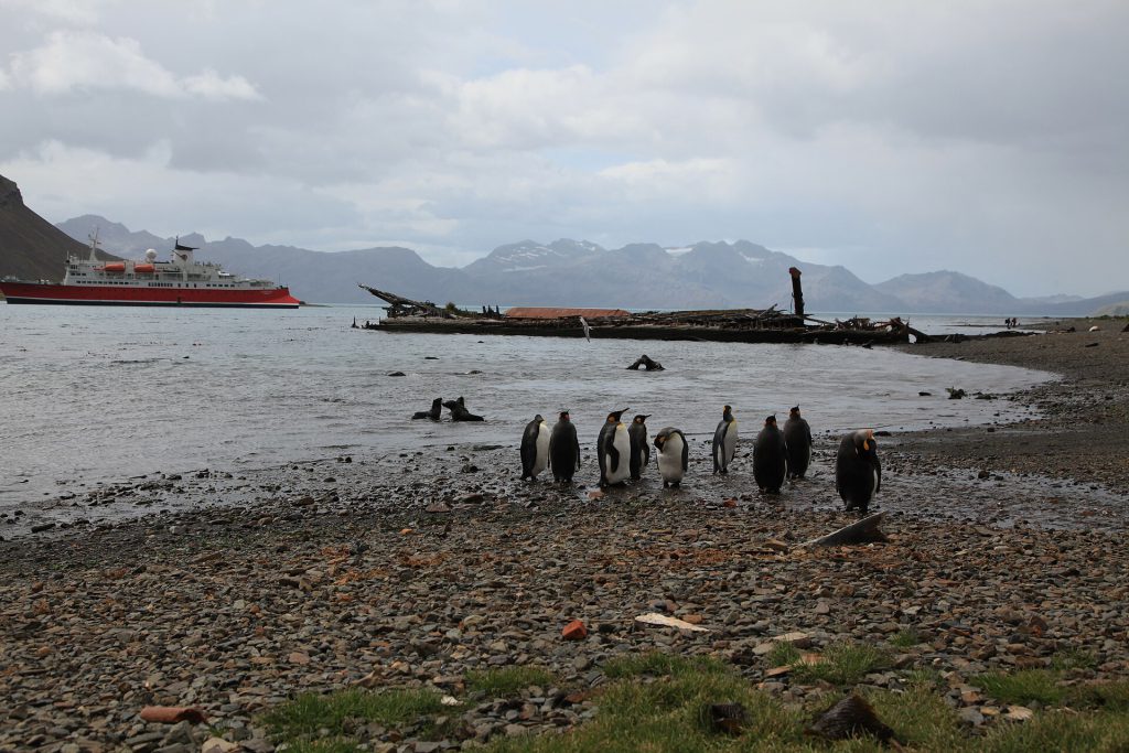 Planning an Antarctica Expedition Cruise: Key Details for 2026-2029 3 Wildlife at Grytviken, South Georgia