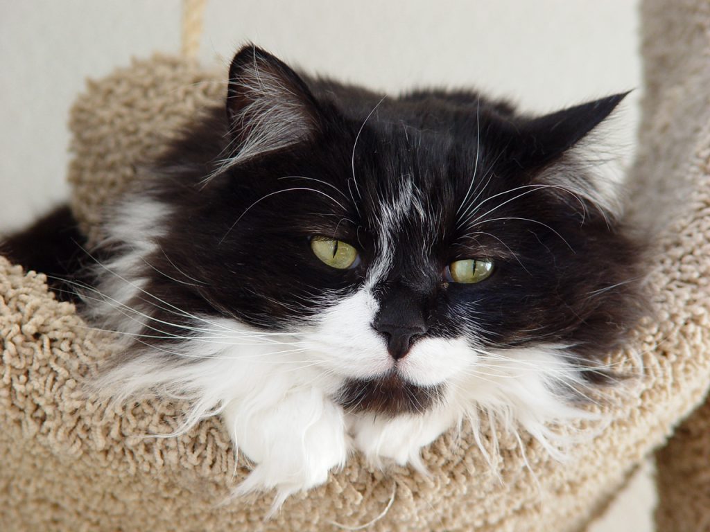 Two long-legged domestic cats representing feline Marfan syndrome research