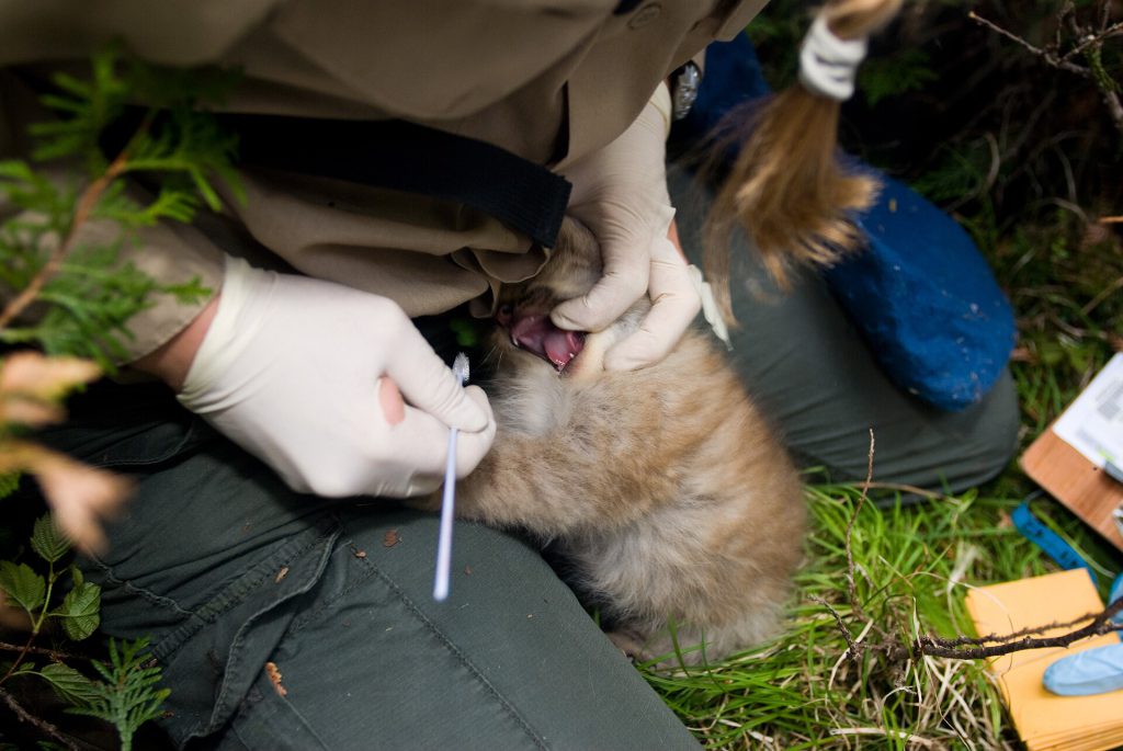 Canada Lynx DNA Swab