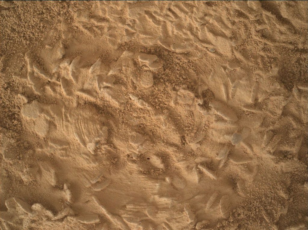 Curiosity Rover Targets 'Nazca' Site for New Mars Drilling Campaign 1 A close-up, overhead view of the Martian surface taken by the Curiosity rover. The image focuses on fine, granular, orange-brown sand that has been heavily disturbed. It features repeating curved ridges and compressed flat areas, likely tracks left by the rover's wheels. Sunlight casts tiny shadows across the textured dirt, emphasizing the depth of the deep imprints and the fine grains of the soil.