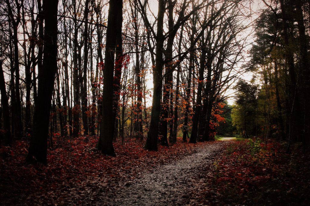 Cycling the Wild Heart of the Netherlands: Veluwe Autumn Guide Cycling the Veluwe through Hoge Veluwe National Park autumn landscape