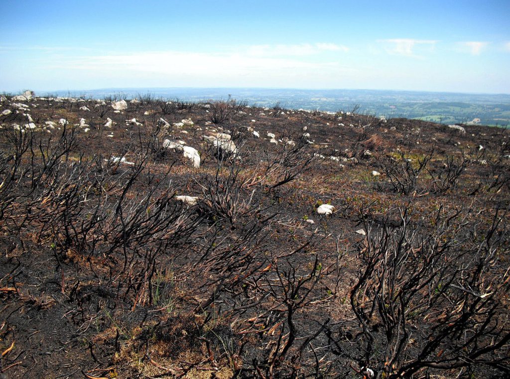 Thermal drone flying over blackened forest in Cairngorms National Park