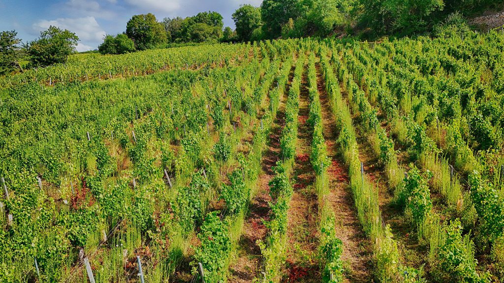 Old vines in a vineyard in Burgundy France