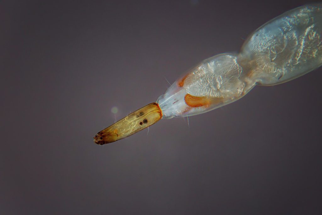 Microscopic view of Shamonda virus particles affecting livestock cells