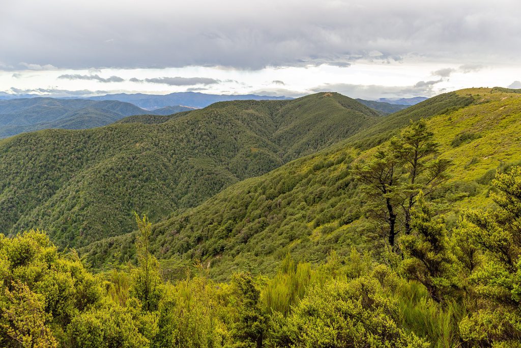 Summit Track to Mt Thomas, Mount Thomas Forest Conservation Area, Canterbury, New Zealand 01