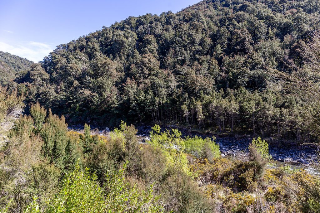 Okuku River, Mount Thomas Forest Conservation Area, New Zealand 15