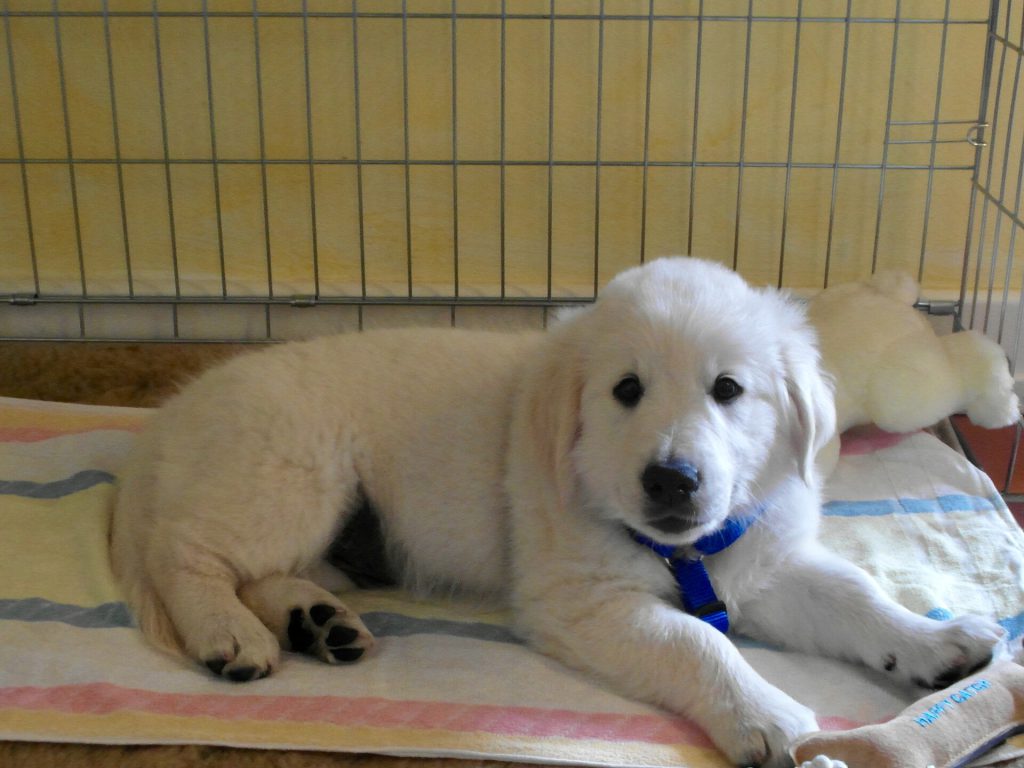 From Tetanus to Guide Dog: Orlando's Journey 1 Golden Retriever Puppy 2012 03