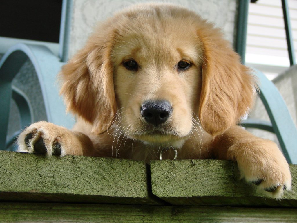 From Tetanus to Guide Dog: Orlando’s Journey A golden retriever guide dog wearing a harness standing on a paved path
