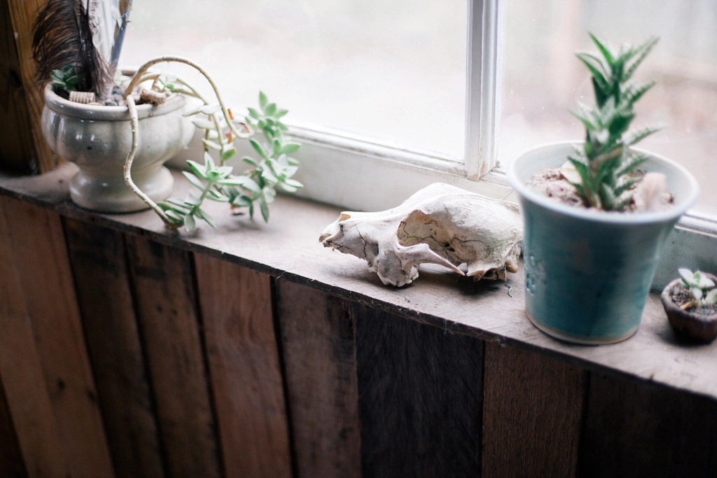 Free cute houseplant window image