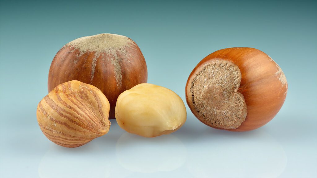 Freshly harvested cobnuts in their green husks on a garden table