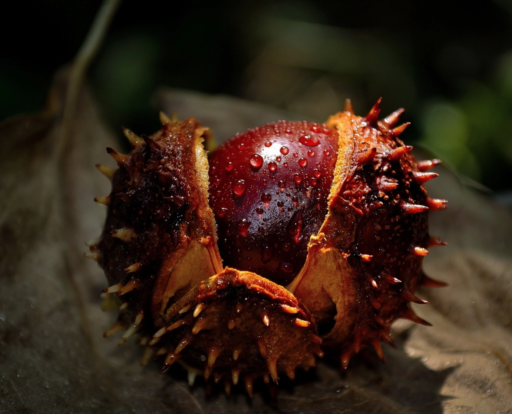 Fresh raw chestnut