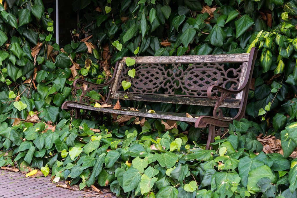 The Man Who Rates Benches: From Instagram Hobby to Wedding Venue A wooden park bench with a view of green trees and a stone path