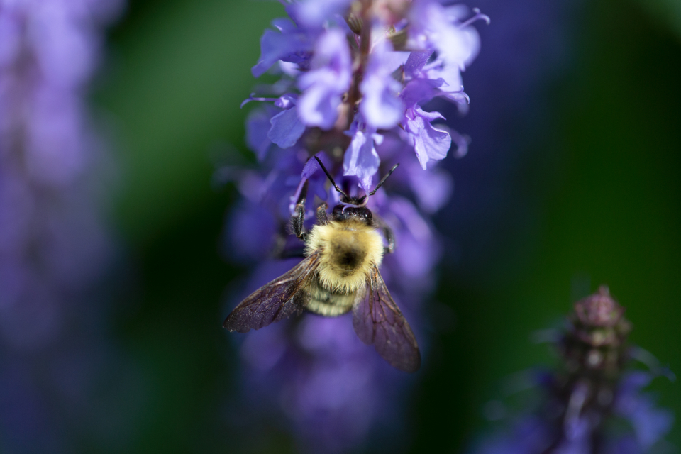 Bee Flower