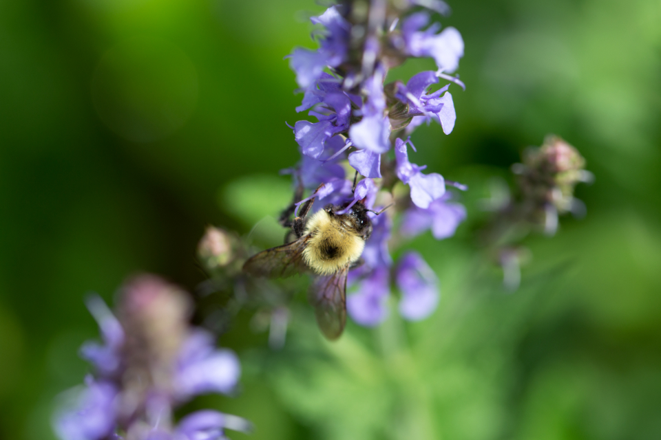 Bee Flower
