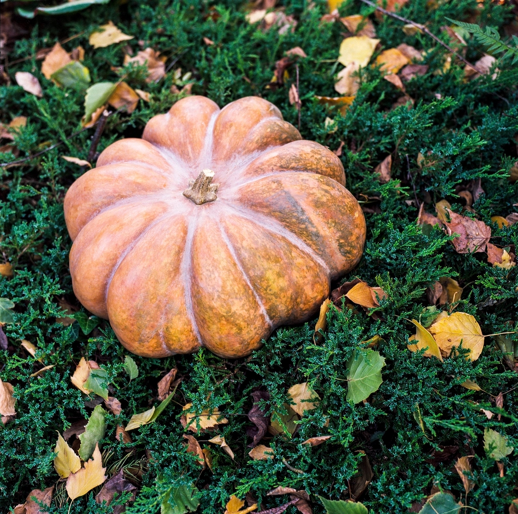 Joe Otway’s Early Autumn British Produce Recipes 2 Winter squash on