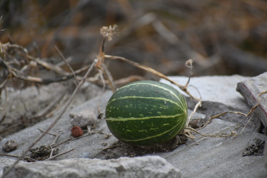 Joe Otway’s Early Autumn British Produce Recipes 3 melonenkürbis, riesenkürbis, winter squash