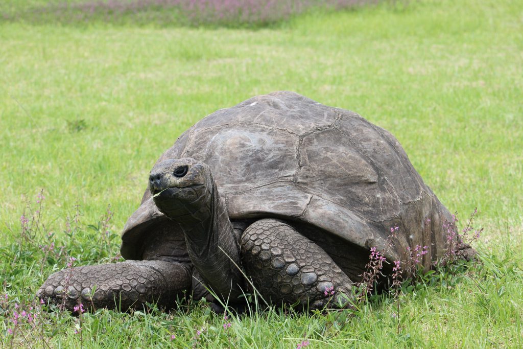 Giant Tortoise DNA Reveals Longevity Secrets 1 Jonathan the tortoise at Plantation House